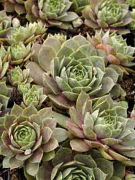 Sempervivum tectorum ssp. calcareum 'Bicolor' / Rotspitzensteinwurz