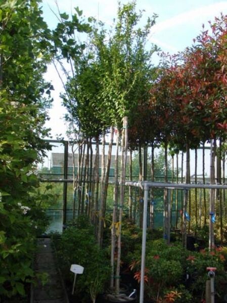 Garten-Eibisch 'Helene' / Strauch-Eibisch 'Helene' / Garten-Eibisch 'Helene' / Strauch-Eibisch 'Helene'