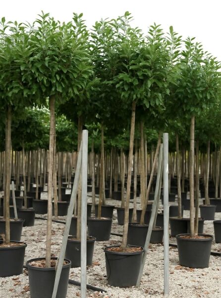 Prunus laurocerasus 'Novita' – Kirschlorbeer 'Novita' Hochstamm im Topf, mit geradem Stamm und dichter, grüner Krone.