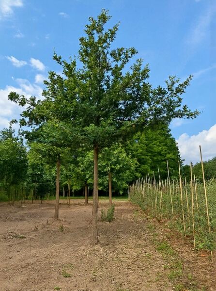 Quercus robur (Stiel-Eiche/Sommer-Eiche) Hochstamm 35-40 StU mit Drahtballen, Baum in Baumschulreihe mit Laubkrone