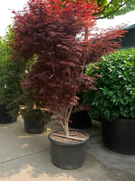 Acer palmatum 'Atropurpureum' (Roter Fächer-Ahorn) im Topf, rotlaubiger Japanischer Ahorn, Höhe 250-300 cm, C250