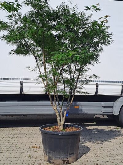 Japanischer Fächer-Ahorn 300-350 cm / Acer palmatum &#039;Scolopendrifolium&#039; (874290)