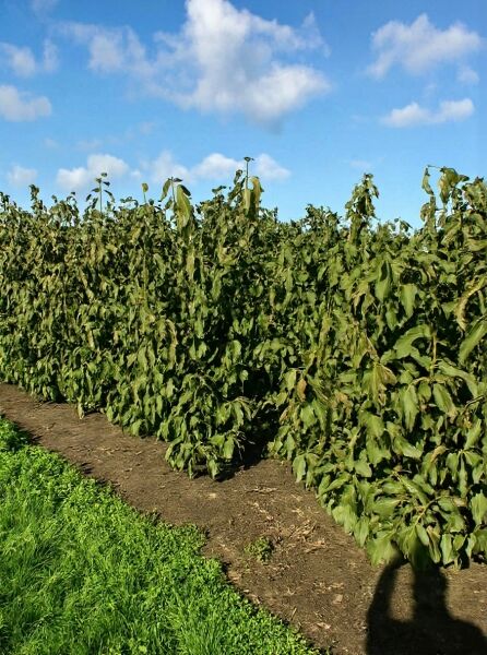Magnolia soulangiana 'Heaven Scent' / Tulpen-Magnolie 'Heaven Scent', mehrstämmig, 175–200 cm, mit grünem Laub im Beet.