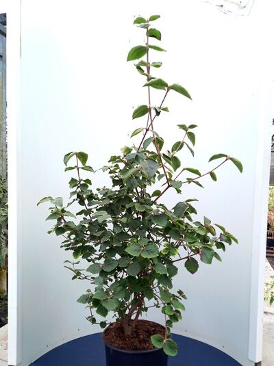 Viburnum carlesii 'Diana' / Schneeball 'Diana', 100-125 cm C20, Strauch im Container mit grünem Laub und aufrechten Trieben.