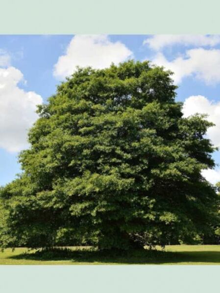 Weiden-Eiche / Weidenblättrige Eiche / Quercus phellos