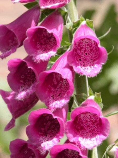 Digitalis purpurea 'Gloxiniaeflora' / Garten-Fingerhut
