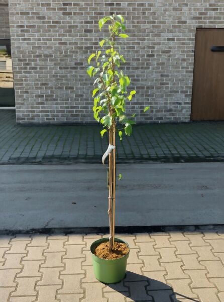 Pyrus pyrifolia 'Hosui' / Birne Nashi 'Hosui' Halbstamm C7, junger Obstbaum im Topf mit Stützstab und grünem Laub