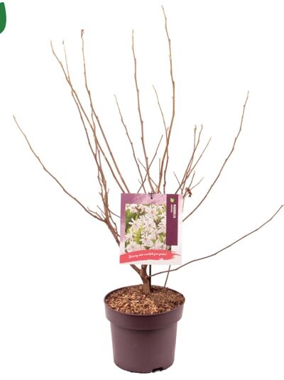 Stern-Magnolie / Magnolia stellata