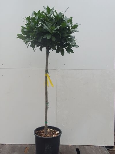 Laurus nobilis „Kugel auf Stamm“, Echter Küchenlorbeer, als Hochstamm mit kugelförmiger Krone im Topf, 80 cm Stamm, C12