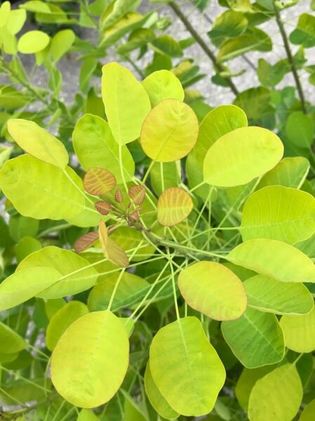 Gold-Perückenstrauch 'Golden Lady'® / Cotinus coggygria 'Golden Lady'®