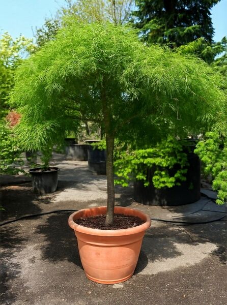 Grüner Schlitz-Ahorn (Acer palmatum 'Dissectum') 100 cm Stamm, Solitär im Topf, grüne fein geschlitzte Blätter, hängende Krone.