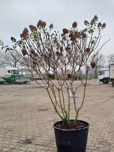 Rispen-Hortensie Hydrangea paniculata 'Polar Bear®' Schirmform, mehrstämmiger Strauch im Container mit verzweigten Trieben und Blütenständen.