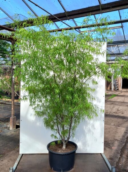 Fächerahorn Acer palmatum 'Koto-no-ito' 175-200 cm C80, mehrstämmiger Baum im Container mit feinem, grünem Laub.