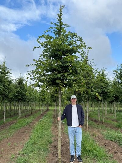 Hainbuche (Carpinus betulus) ’Rockhampton Red’/’Lochglow’, schlanker Hochstamm mit grünem Laub im Baumschulquartier.