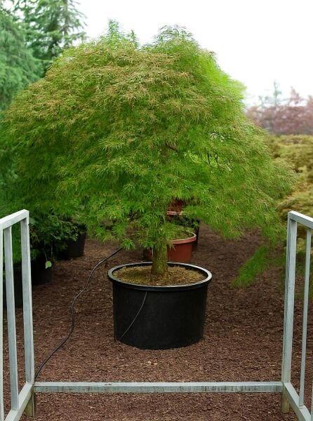 Grüner Schlitz-Ahorn (Acer palmatum 'Dissectum') auf Stamm, 100 cm Stamm, im Container C160, mit überhängender Krone und grünem Laub.