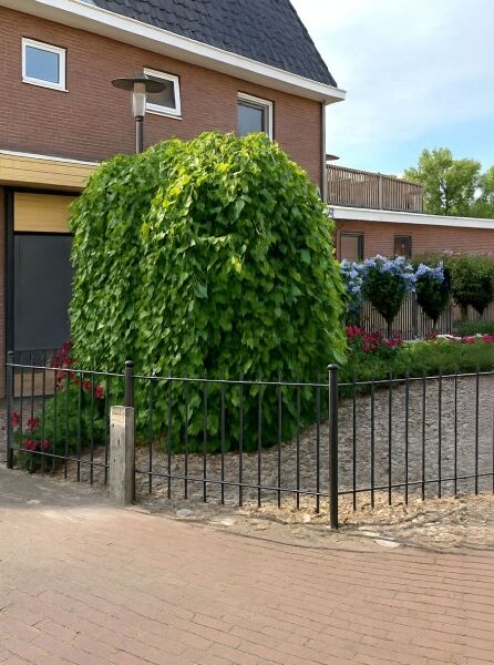 Morus alba 'Pendula' / Hängender weißer Maulbeerbaum 'Pendula' als Hochstamm mit dicht überhängender Krone und grünem Laub.