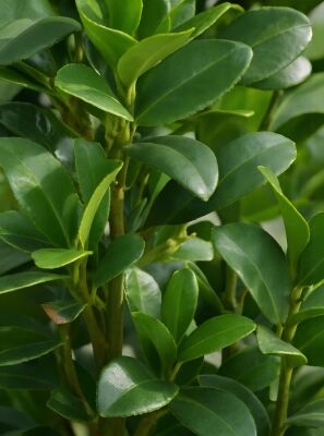 Japanische Sulen-Stechpalme - Ilex crenata 'Fastigiata' - Baumschule  NewGarden