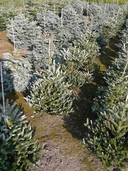 Korea-Tanne ‘Silberlocke’ (Abies koreana ‘Silberlocke’) 100–125 cm m. B., junge Pflanzen im Quartier, silbrig gedrehte Nadeln