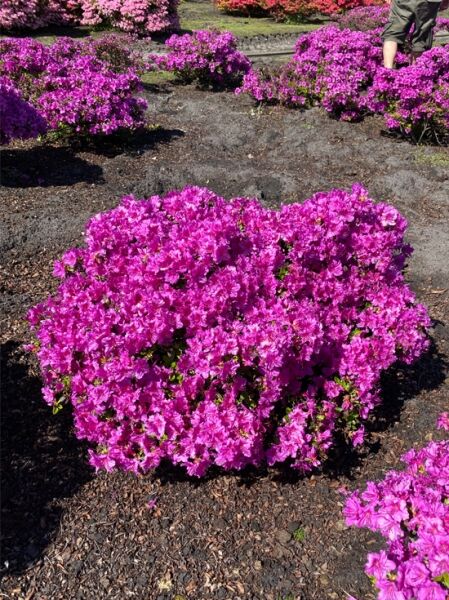 Rhododendron obtusum 'Königstein' / Japanische Azalee 'Königstein', 80–90 cm Breite, Solitär, mit zahlreichen pinken Blüten.