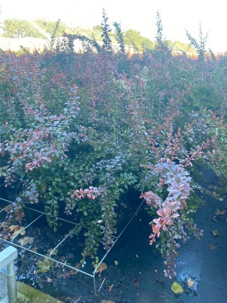 Blut-Berberitze Berberis thunbergii 'Atropurpurea', 60-80 cm, C7.5, Topfpflanzen mit aufrechten Trieben und rötlichem Laub