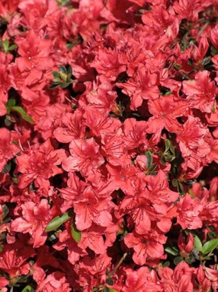 Japanische Azalee 'Racoon' / Rhododendron nakaharai 'Racoon'