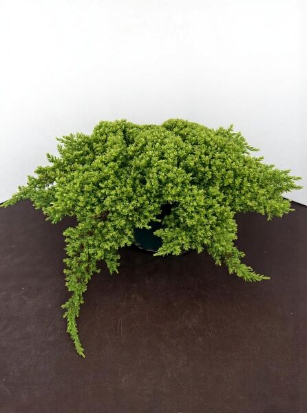 Juniperus procumbens 'Nana' / Japanischer Kriech-Wacholder, flach wachsend im Topf, 50–60 cm breit, C20