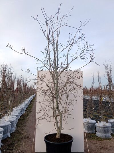 Nuttalls Blüten-Hartriegel 'Eddie's White Wonder' / Cornus nuttallii 'Eddie's White Wonder'