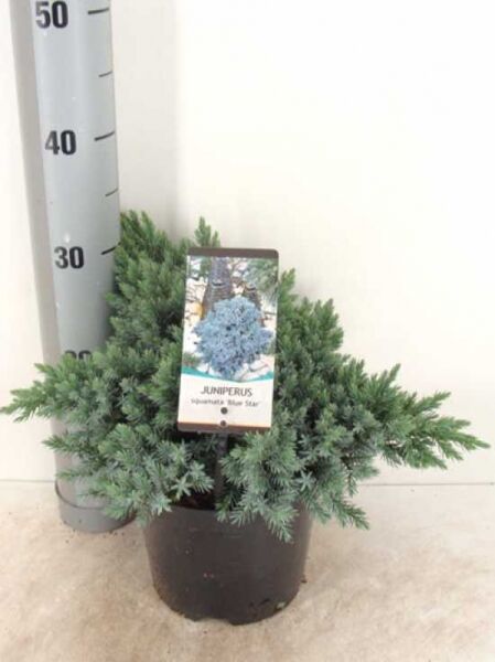Zwerg-Wacholder 'Blue Star' / Zwerg-Wacholder 'Blue Star'