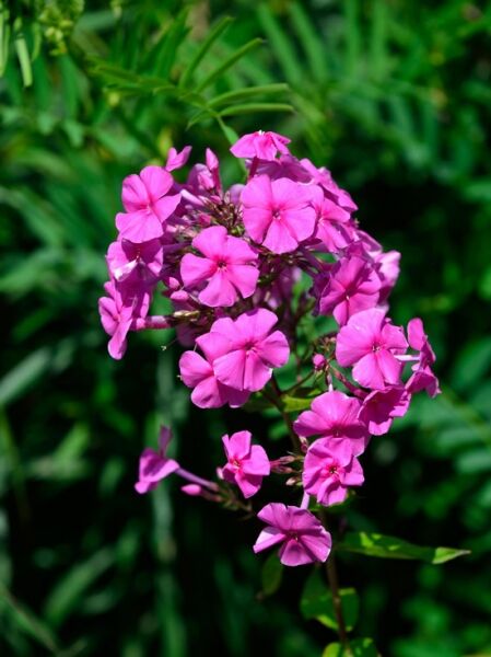 Phlox amplifolia 'Winnetou' / Großblättrige Flammenblume 'Winnetou' mit pinken Blüten in dichten Blütenständen