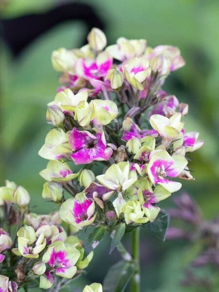 Großblättrige Flammenblume 'Aureole ®' / Großblättrige Flammenblume 'Aureole ®'