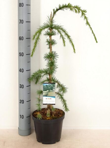 Hängende Libanon-Zeder (Cedrus libani 'Pendula') 40–50 cm im C5-Topf, schlanker Stamm mit überhängenden, nadeligen Trieben.