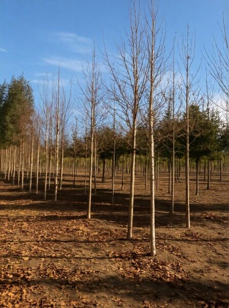 Gold-Birke (Betula ermanii) Ermans-Birke Hochstamm 20-25 StU mit Drahtballen, laublose Bäume in Baumschule