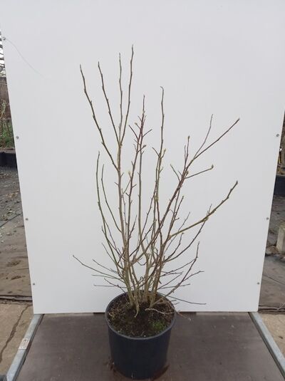 Magnolia loebneri 'Wildcat' / Großblütige Stern-Magnolie 'Wildcat', mehrtriebiger Strauch im Container C20, 125-150 cm