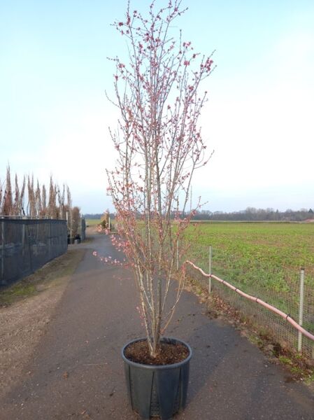 Prunus 'Okame' / Zierkirsche 'Okame', 300-350 cm, im Container C130 mit aufrechtem Stamm und rosa Blütenknospen.