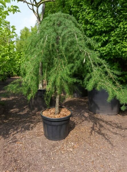 Hänge-Himalaja-Zeder Cedrus deodara 'Pendula' Hochstamm im Container, 20-25 StU, mit dicht überhängenden Zweigen.