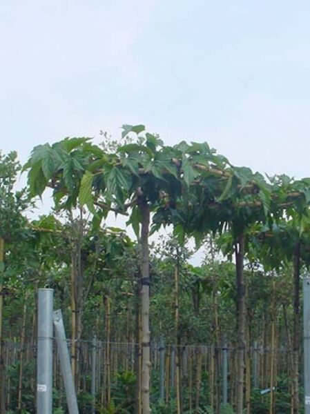 Platanenblättriger Maulbeerbaum 'Macrophylla' / Morus alba 'Macrophylla'