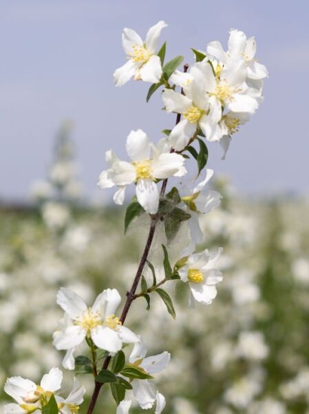 Großblütiger Pfeifenstrauch &#039;Lemoinei&#039; / Philadelphus &#039;Lemoinei&#039;