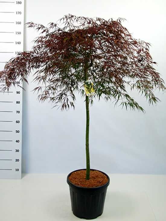 Acer Palmatum 'Garnet' Japanischer Ahorn - Roter Zierbaum Im Topf 2m Höhe