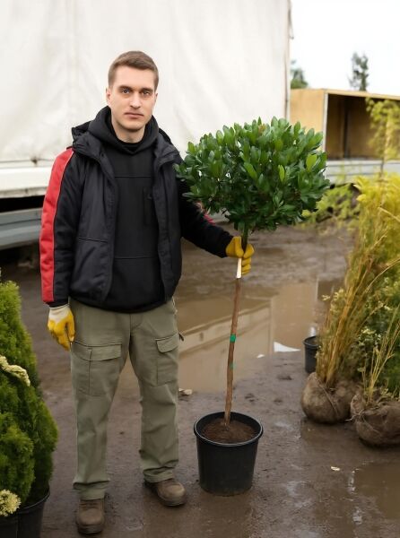 Westlicher Erdbeerbaum (Arbutus unedo) als Hochstamm, ca. 80?cm Stamm, im C20-Container mit kugeliger Krone.