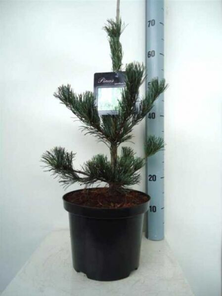 Pinus parviflora 'Tempelhof' / Mädchen-Kiefer 'Tempelhof', 30-40 cm, im C5-Topf mit aufrechtem Wuchs und Nadeln