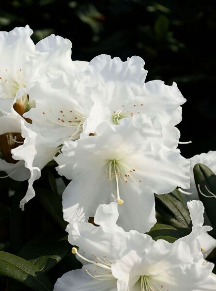 Rhododendron Hybride 'Minas Snow' (Rhododendron 'Minas Snow') mit weißen Blüten und grünen, ledrigen Blättern.