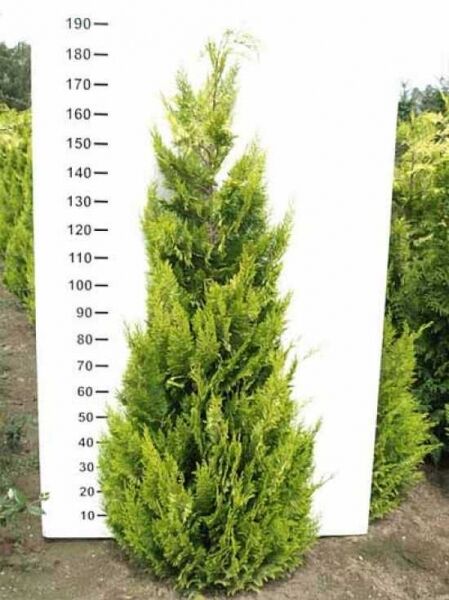 gelbe Scheinzypresse 'Ivonne' / gelbe Scheinzypresse 'Ivonne'