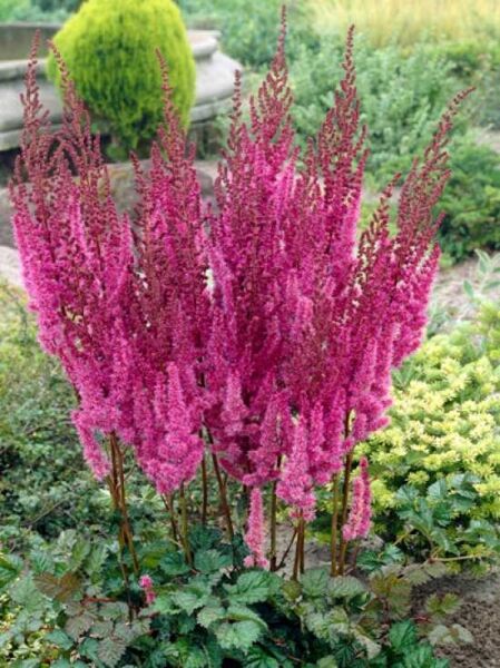 Pracht-Spiere 'Purpurkerze' / Astilbe chinensis var. taquetii 'Purpurkerze'