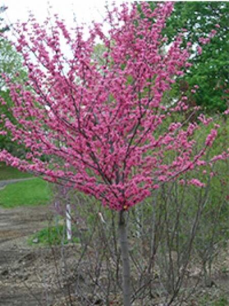 Cercis canadensis 'Oklahoma' / Amerikanischer Judasbaum 'Oklahoma'