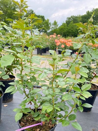 Rosa 'Pacific Blue' ® / Edelrose 'Pacific Blue' ® C5, Rosenpflanze im Topf mit grünem Laub und Knospen.