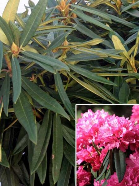 Rhododendron makinoi 'Rosa Perle' / Rhododendron 'Rosa Perle'