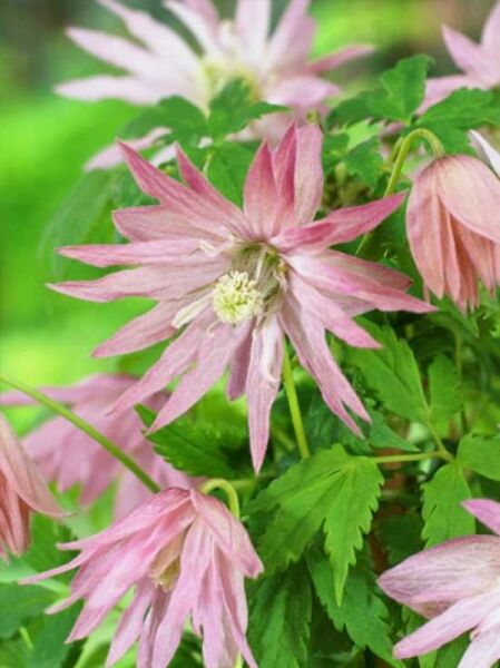 Clematis macropetala 'Country Rose' ('Zocoro') PBR / Waldrebe 'Country Rose'