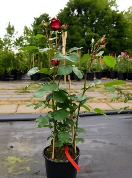 Rosa 'Santana'® Kletterrose 'Santana' A-Qualität C5, Topfpflanze mit roter Blüte und Knospen am Rankstab