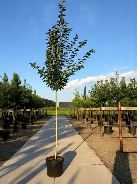 Prunus x hillieri 'Spire' / Zierkirsche 'Spire' Hochstamm 12-14 StU im Container mit schmaler Krone und grünem Laub
