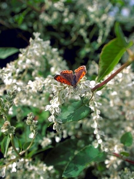 Fallopia baldschuanica (Schlingknöterich/Architektentrost) mit weißen Blütenrispen und grünen Blättern, Nahaufnahme an Ranktrieb.